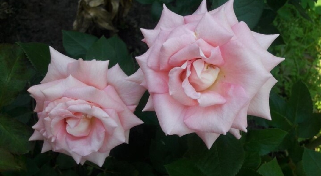 Сент - Сейшн. Ч/г роза