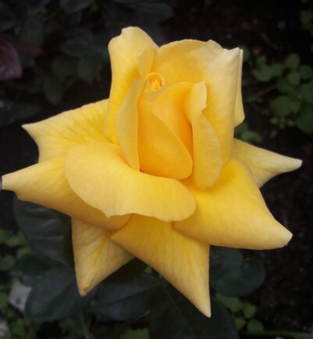 Ландора. Ч/г роза