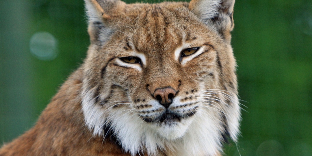 Любят покричать: в Ленобласти гуляют две рыси