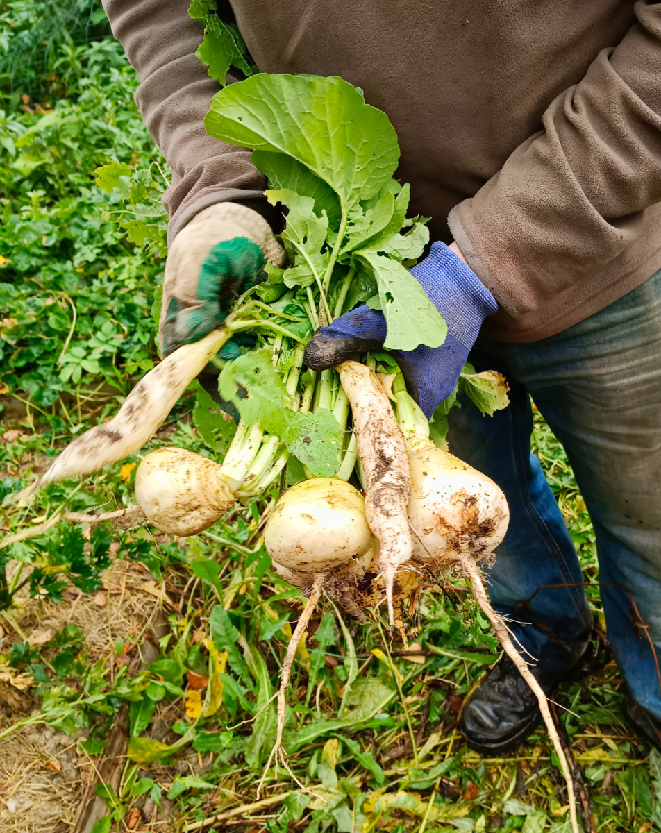 Хозяин с урожаем