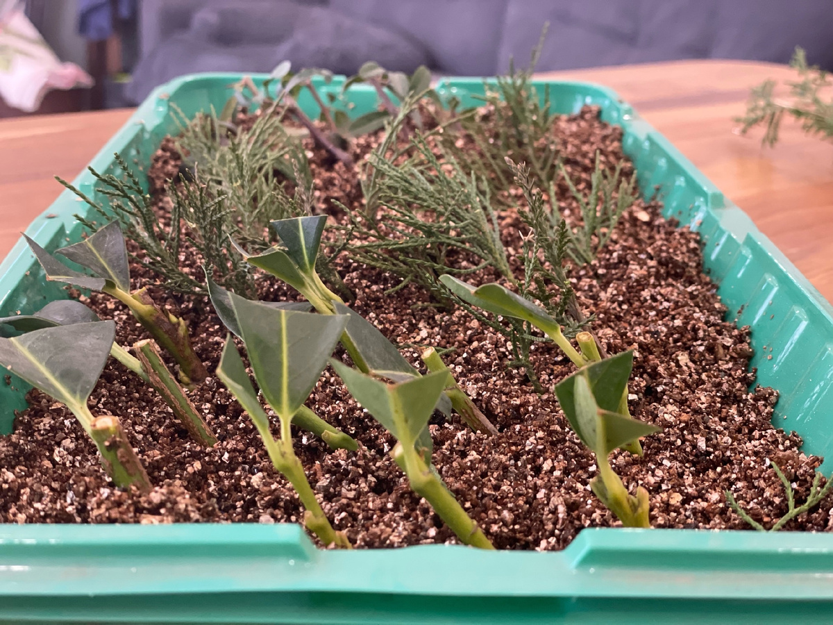 Автор Елена Якимова / Greenfingers