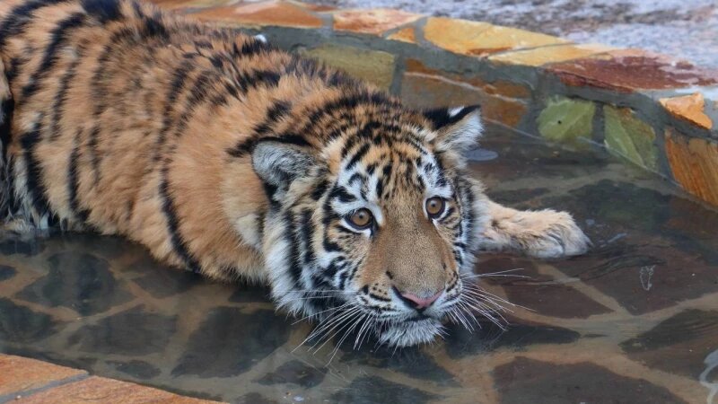     Тигр Зевс из Ленинградского зоопарка. Ленинградский зоопарк