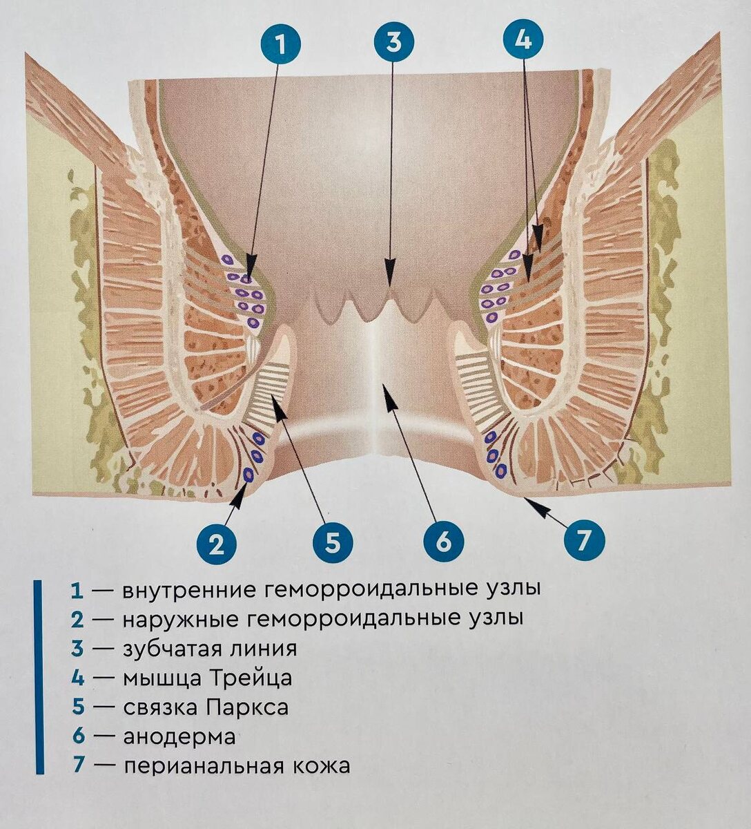 Рис. 1. Строение анального канала в норме.