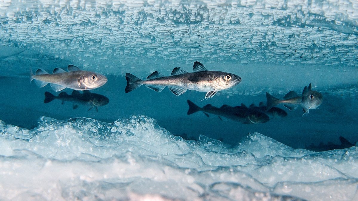 Рыбса в холодной воде