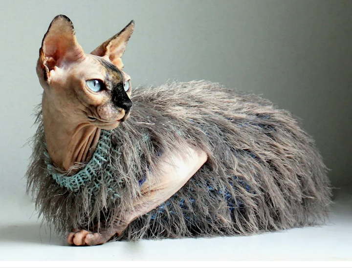 -Так вот в чем секрет! Кошачья мята!