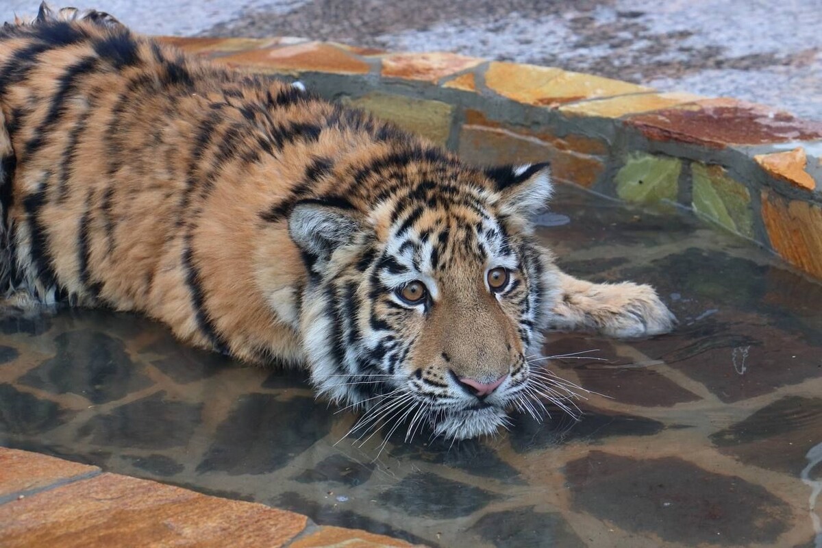    Тигр Зевс / Источник: © Ленинградский зоопарк