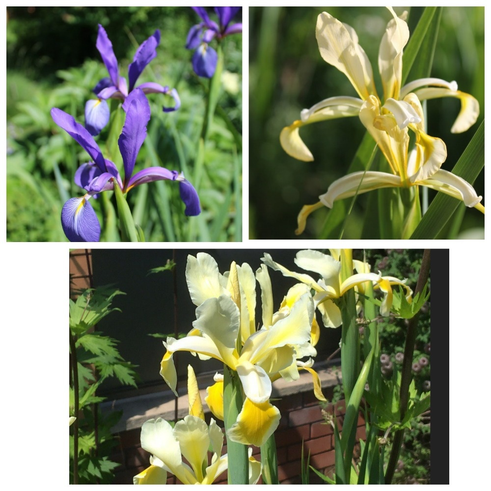 со страницы продавца семян