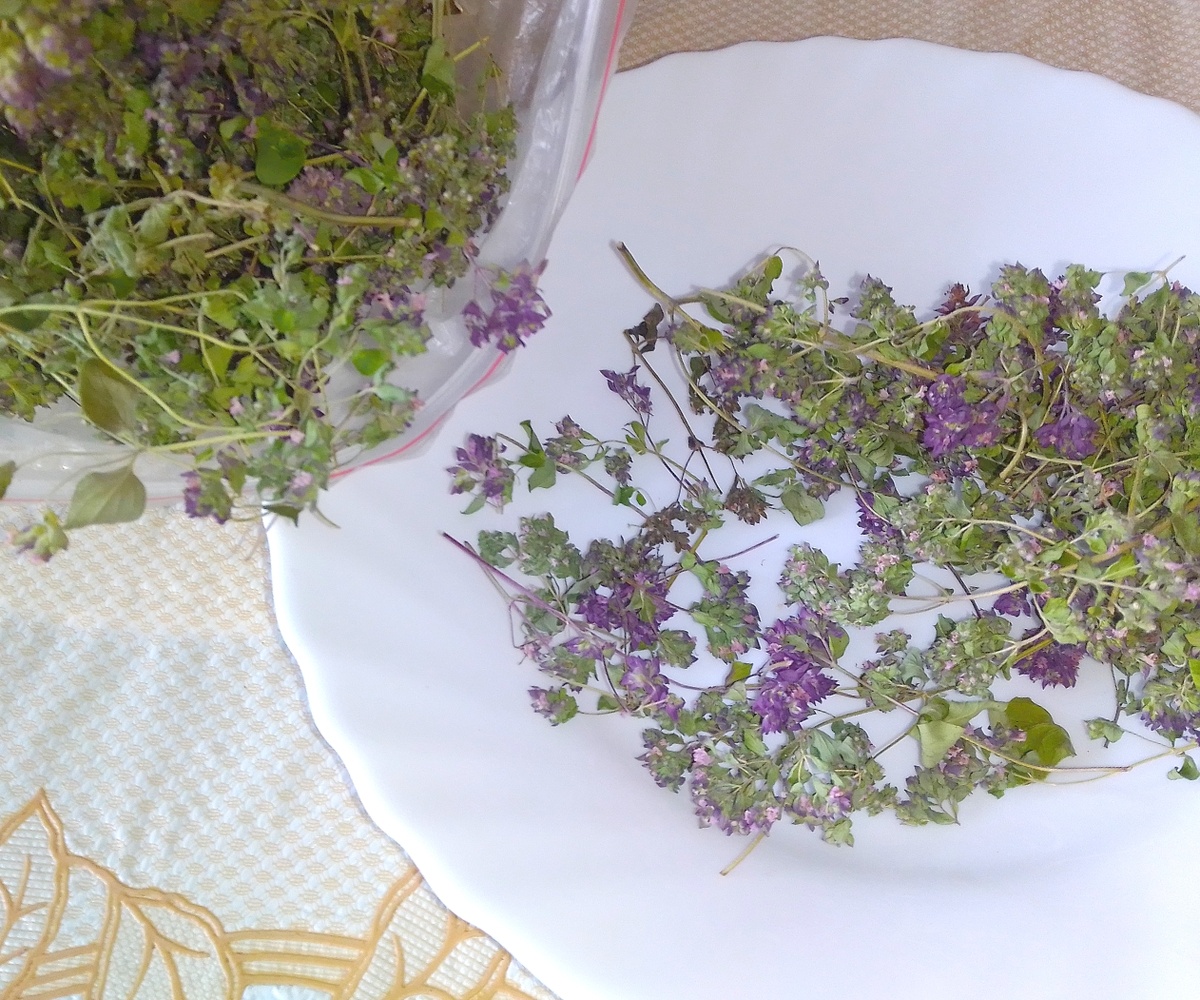 фото личное Душица цвела в первый год, высевалась в конце февраля - начале марта на рассаду.