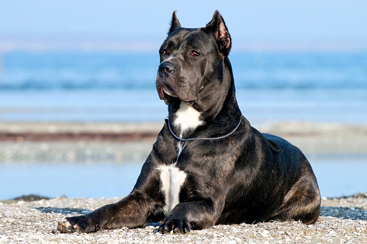 Великолепный представитель породы Кане-Корсо