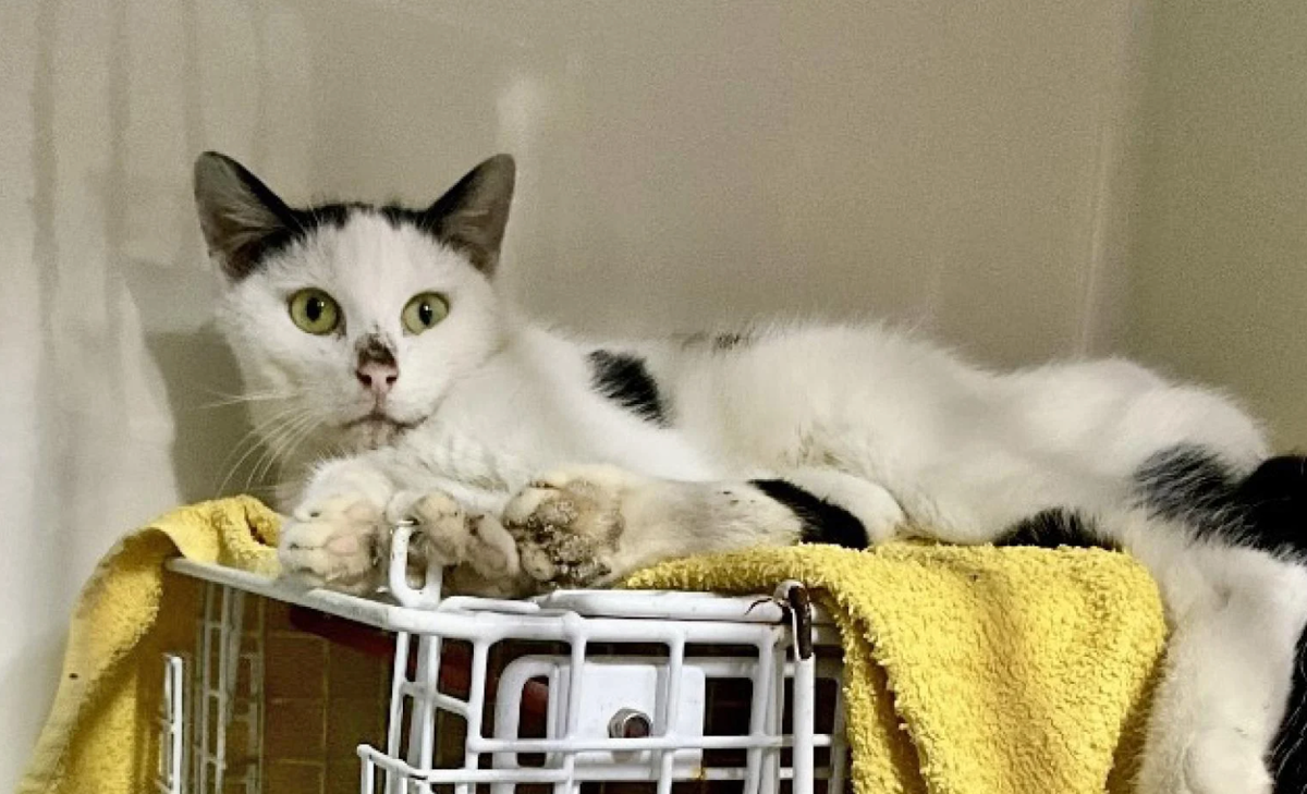     / Источник: ©Kitten Rescue Curacao Foundation