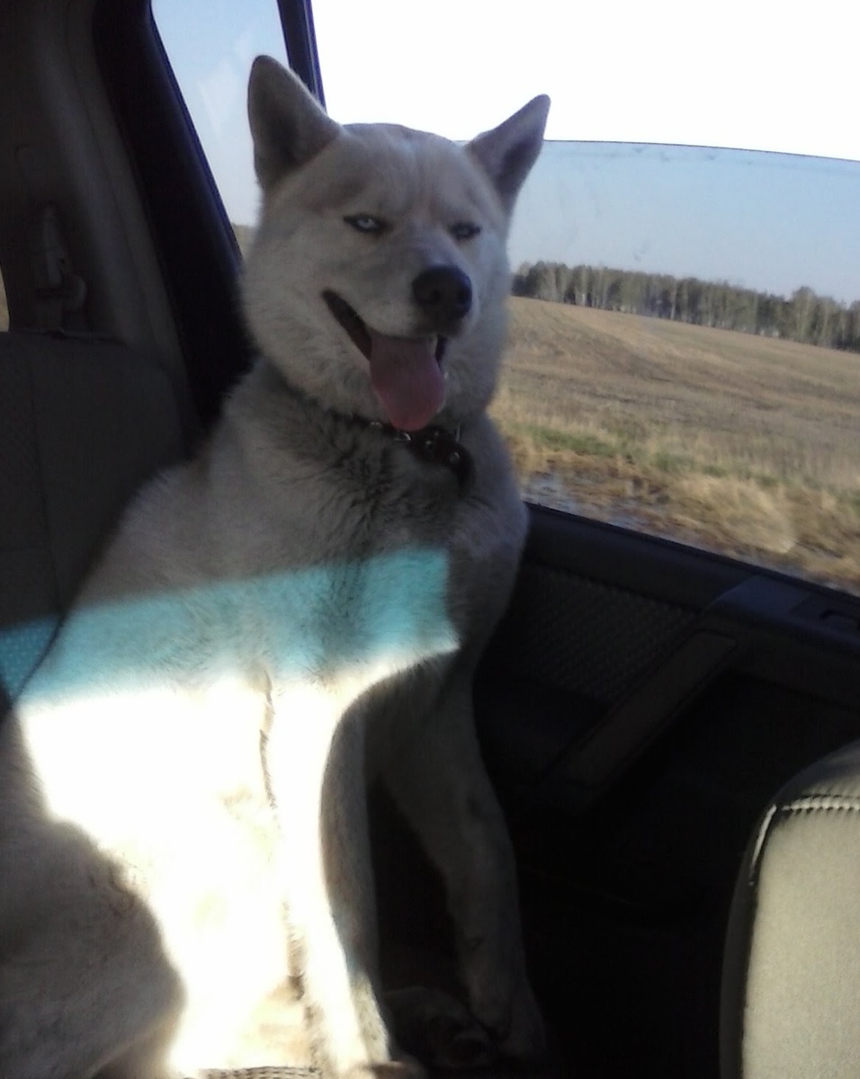 С нашим хаски Лаки не соскучишься. Всегда море радостных эмоций! (архивное фото) 