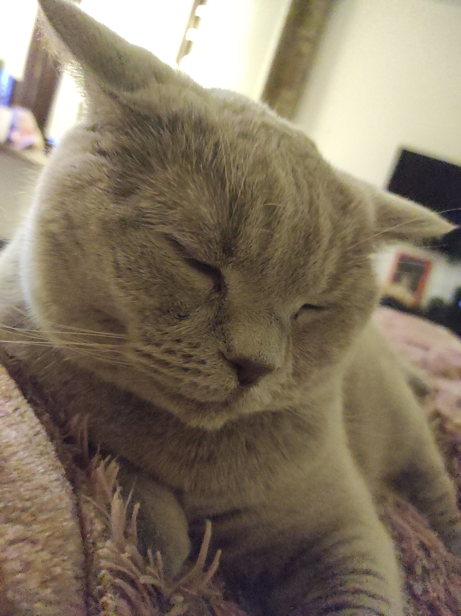 Толерантный кот)) 