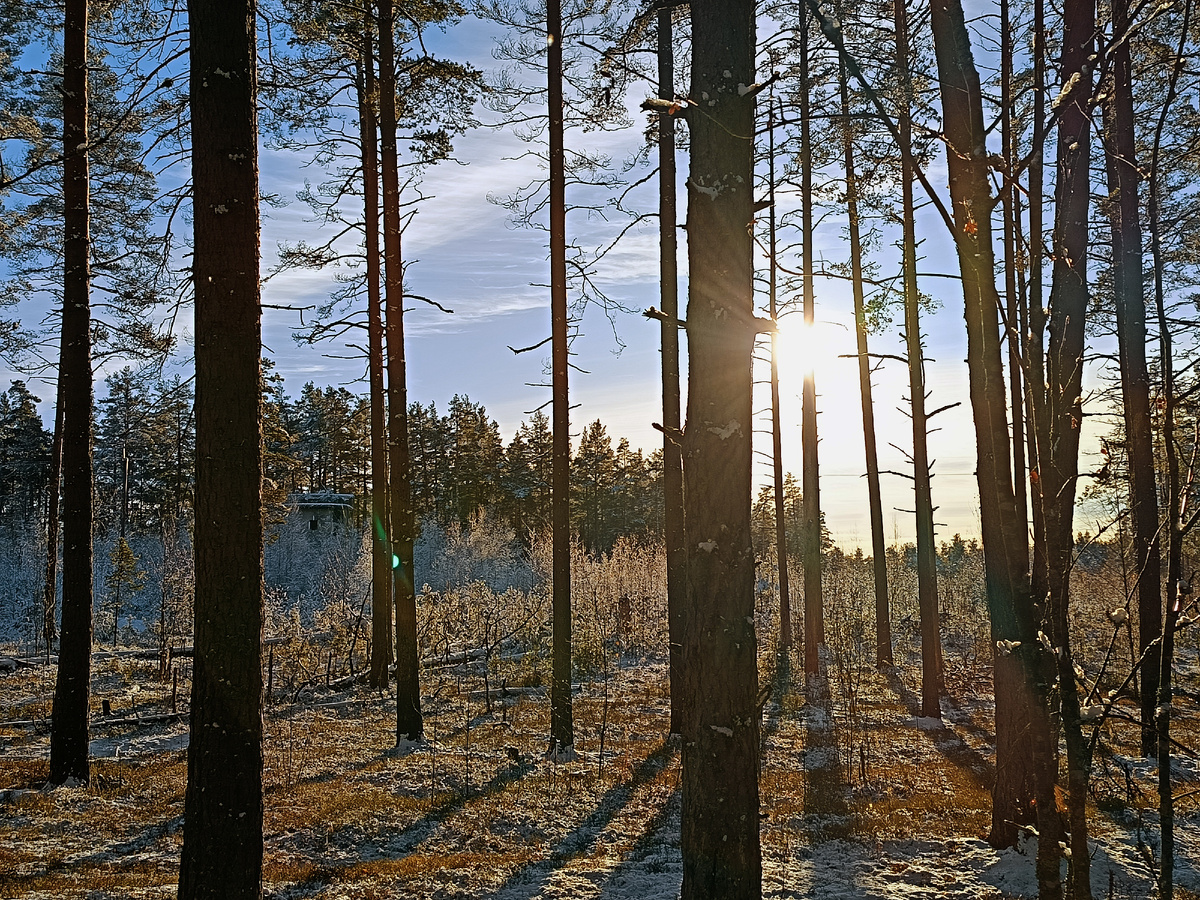 Между сосен виднеется высокое бетонное сооружение. Это объединённый выносной дальномерный пост для обеих батарей 12-дюймовых орудий - открытой и башенной