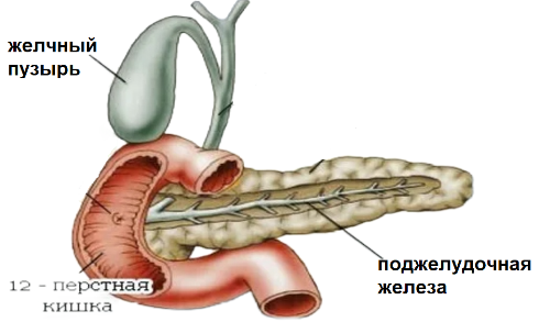 тонкий  кишечник