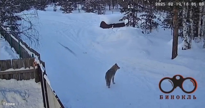    В южном микрорайоне Югорска заметили волка