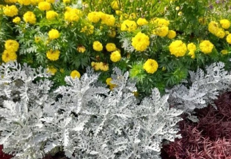    Рассада цинерарии в феврале: посадка и уход