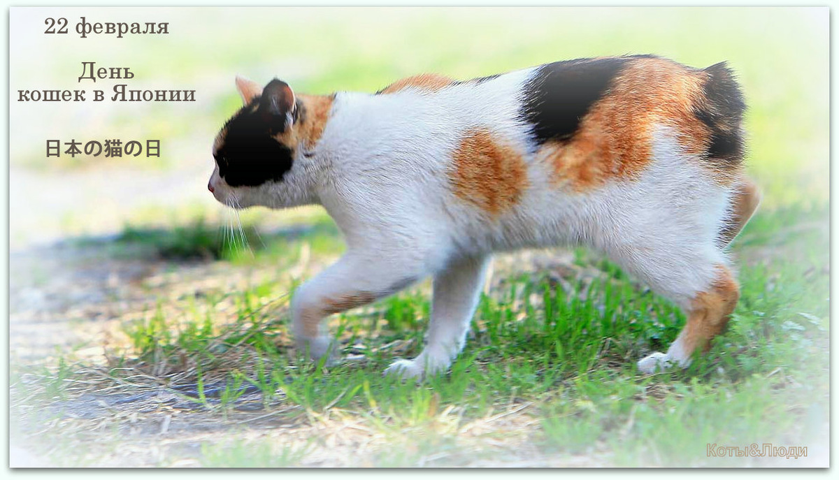 Коллаж автора