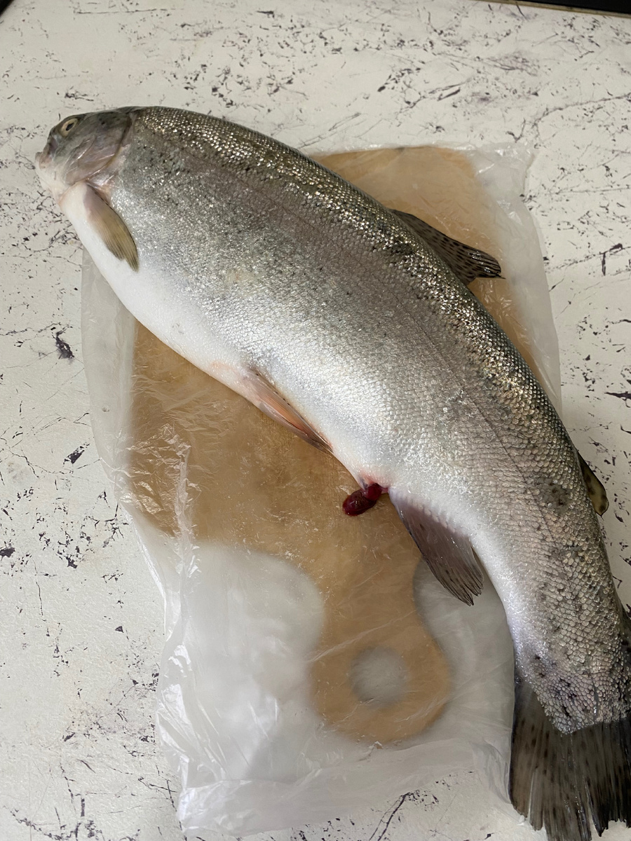 Лосось речной 