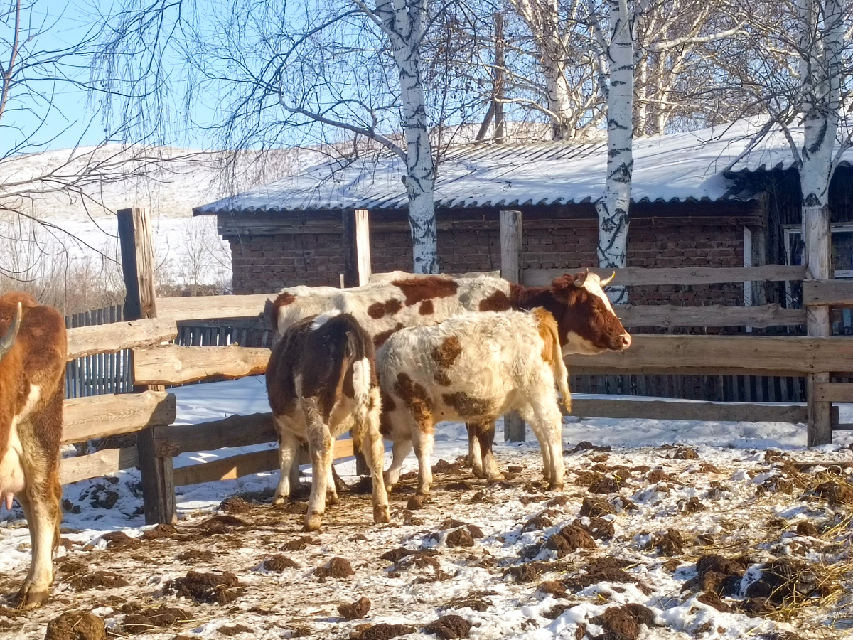 Так Ночка и обворовывает Федю. 🤣 Дуринде в марте год уже будет. 🤦‍♀️