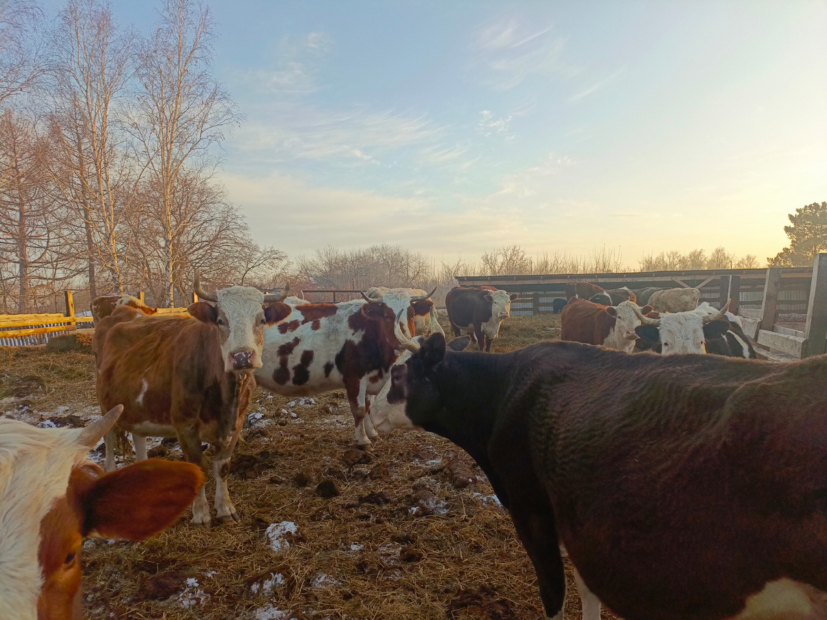 Девчули сено ждут. 