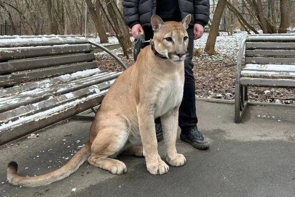 Пума Геркулес. Фото © Telegram/Евгений Попов / popovrtr