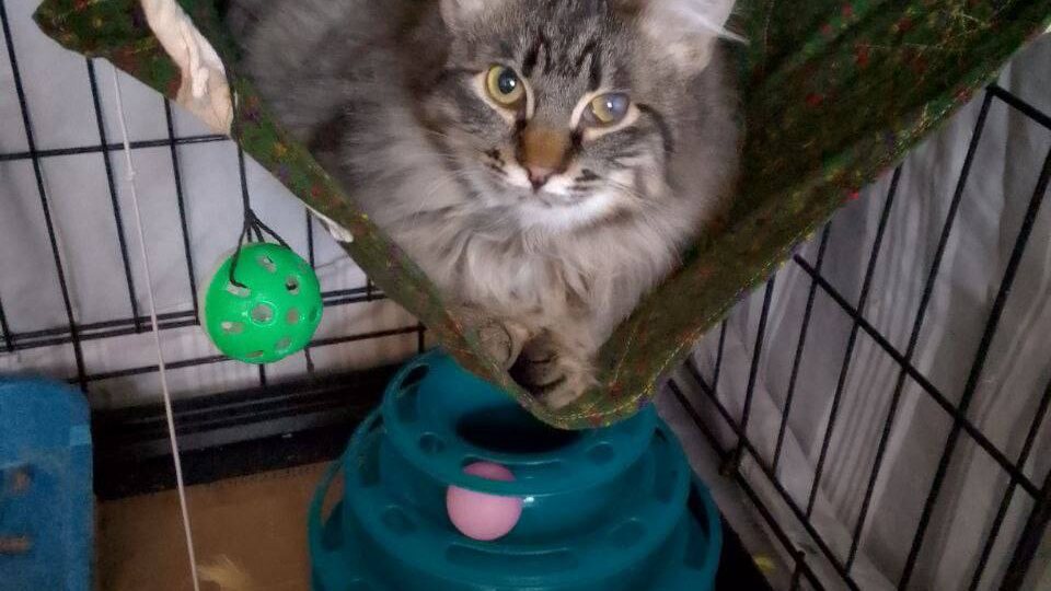 Банджо в поисках семьи