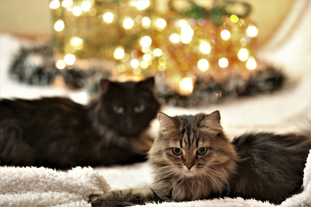    Югорчане могут бесплатно отдать на стерилизацию своих домашних питомцев