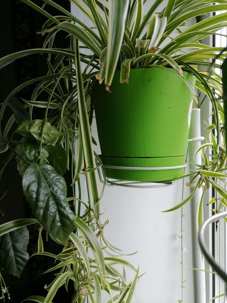 Хлорофитум с усами, кончики побурели, о причинах ниже, фото автора