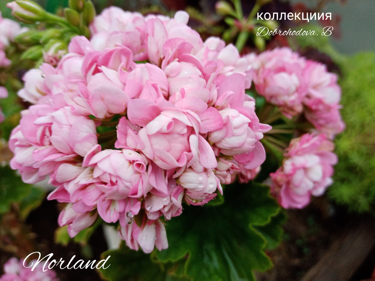 моя красавица пеларгония Norland 
