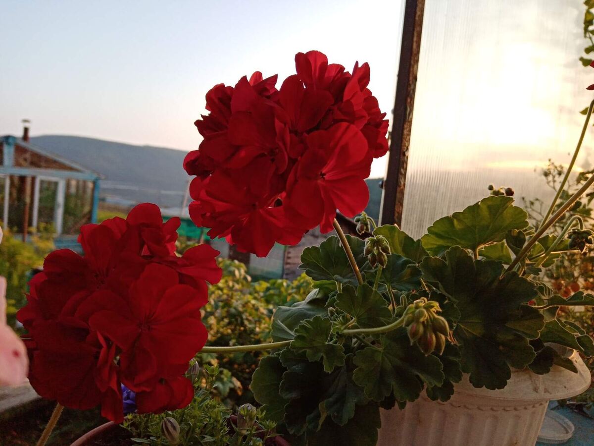 пеларгония гибрид Calliope Dark Red 