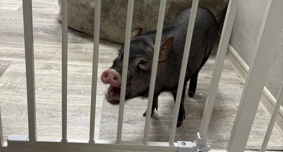    Пресс-служба прокуратуры Москвы