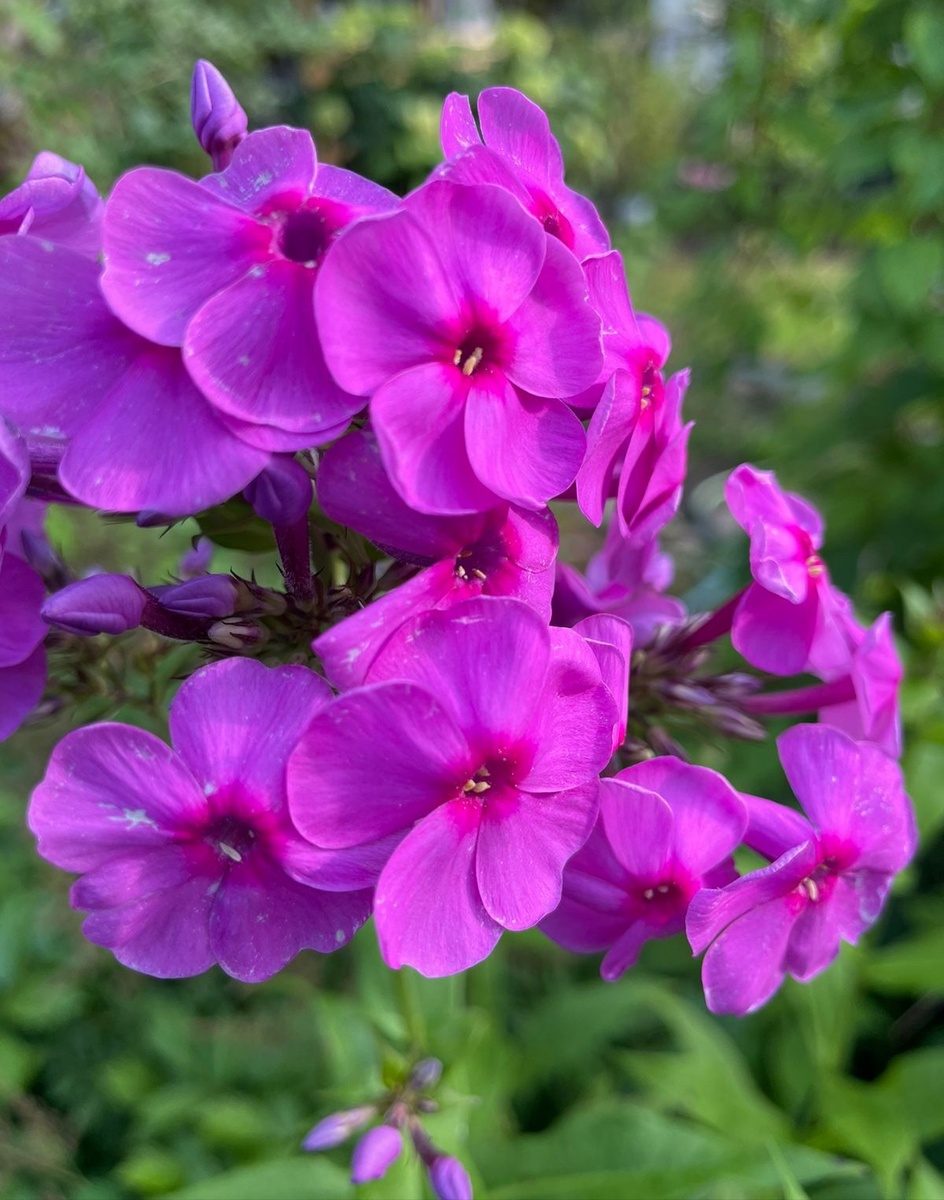 Флокс, лиловое пятно