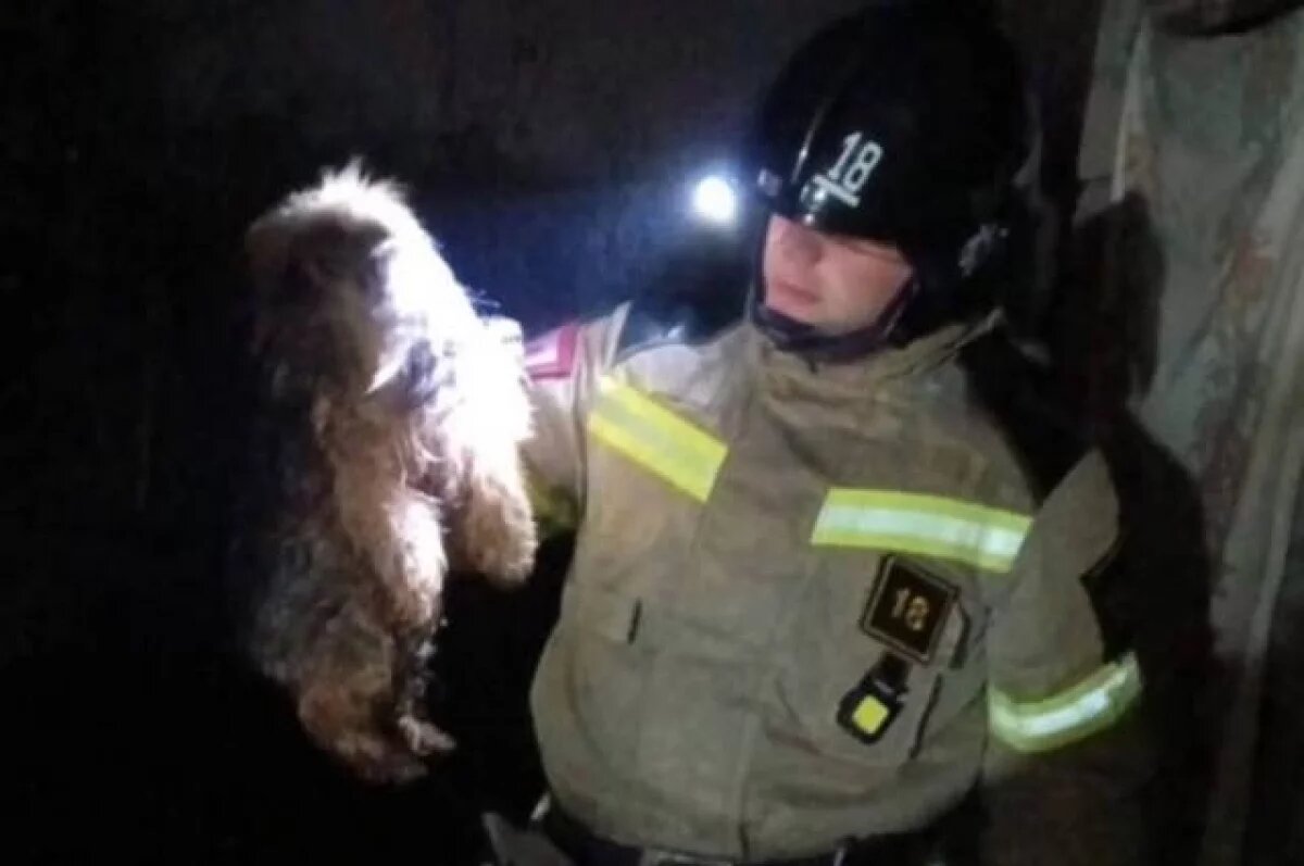    Спасатели Северной Осетии вытащили из ямы пса по кличке Оскар