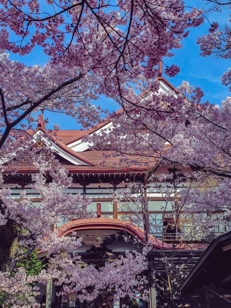 Весенний дворец: сакура, танцующая в тени веков