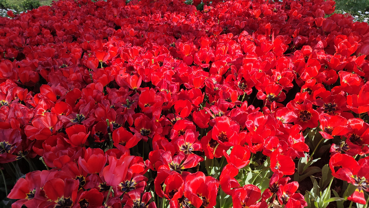 Парк Гюльхане в Стамбуле. Тюльпаны