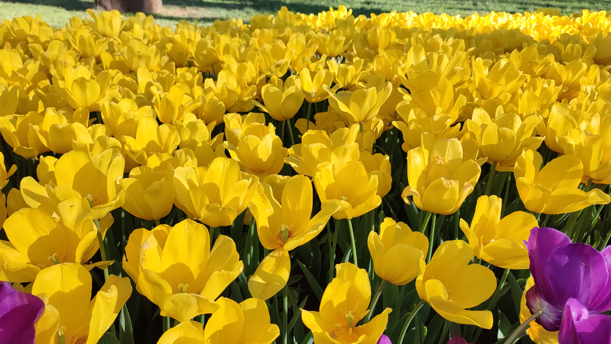 Парк Гюльхане в Стамбуле. Фестиваль Тюльпанов