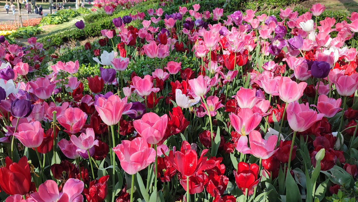 Парк Гюльхане в Стамбуле. Цветущие тюльпаны.