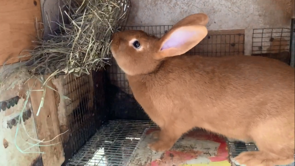 Крольчиха породы Бургундская