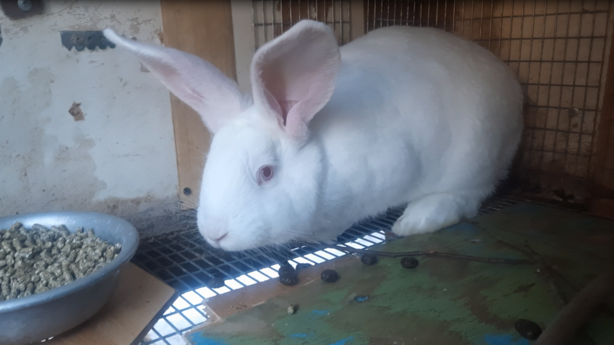 Крольчиха породы Белый Паннон