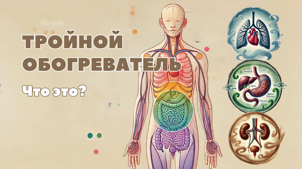 Загадочный орган, которого нет, но без него не обойтись