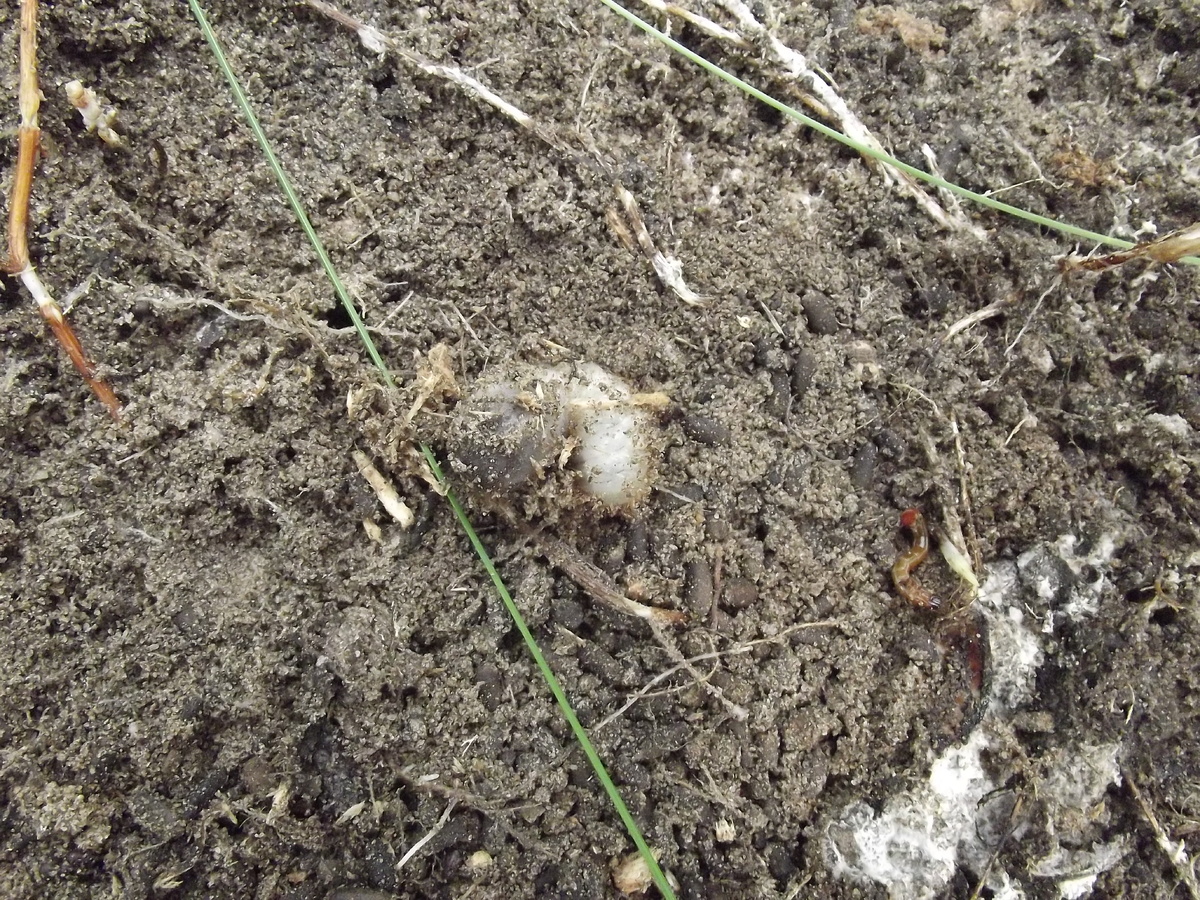 Личинка бронзовки