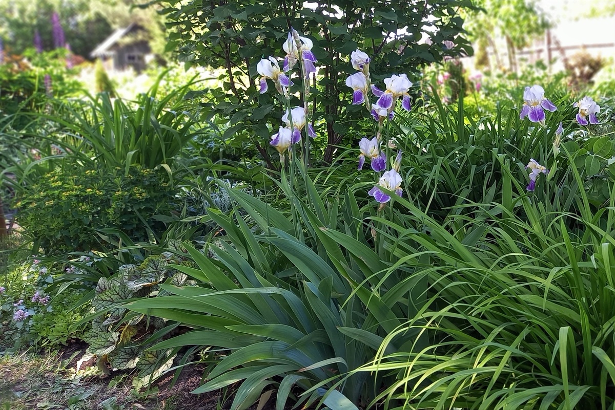 Это часть цветника с названием Дом-юг-юг.  