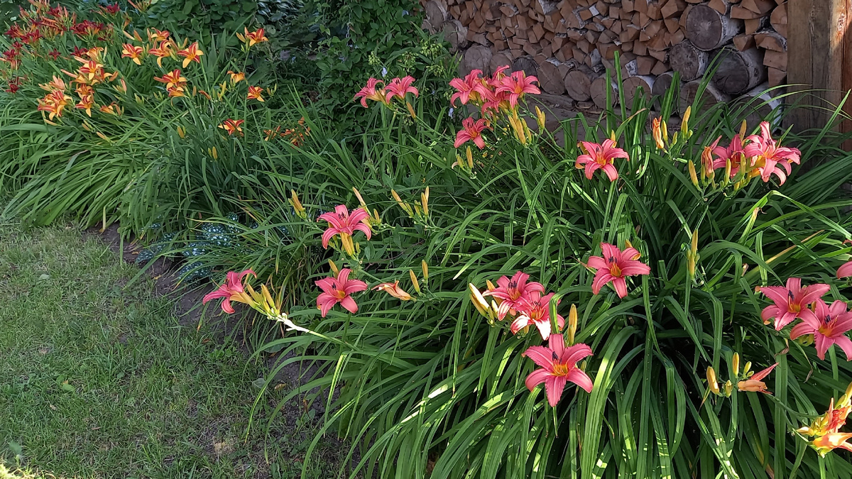 Опять Дом-юг-юг. Но в августе