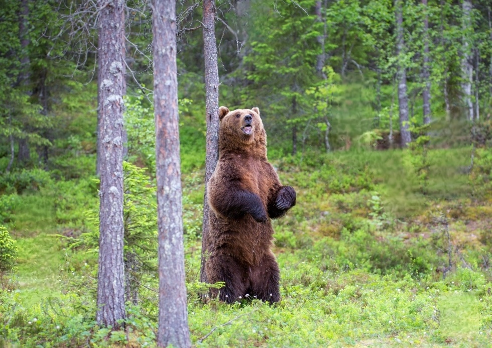 Сибирская тайга