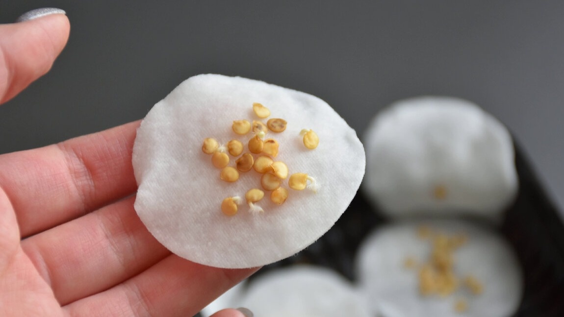 Результат проращивания через 20 часов