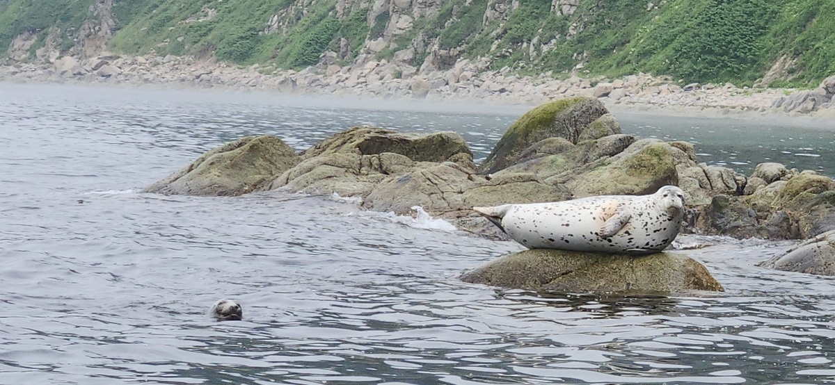 Внимание, вас заметила и улыбается из воды нерпа))