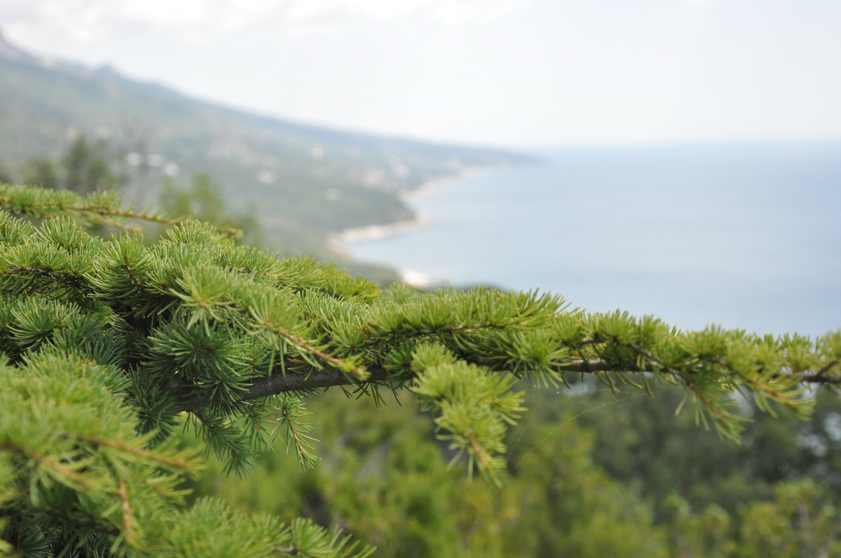 Природа Крыма 