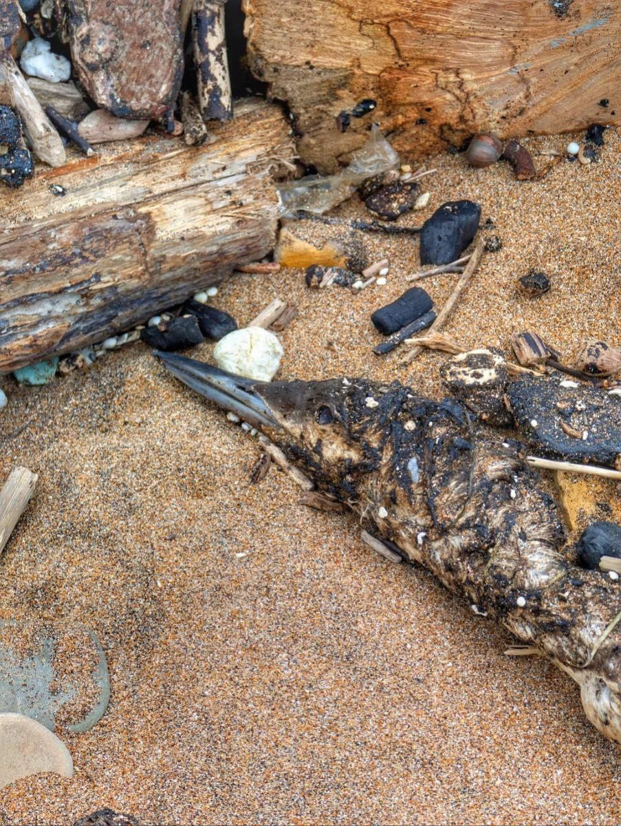 И таких кадров очень много. Из едят лисы, койоты, бездомные собаки  травятся и тоже погибают🥶