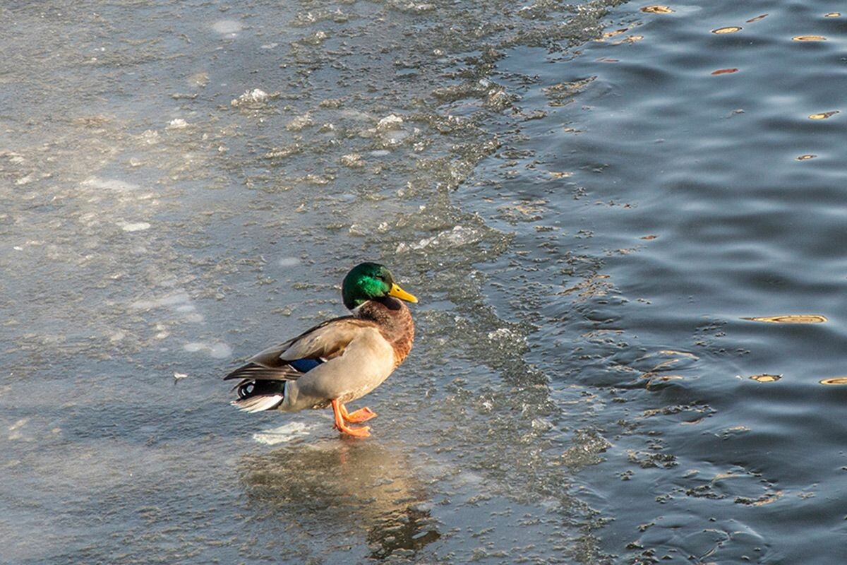    Фото: Meszárcsek Gergely / Unsplash.com