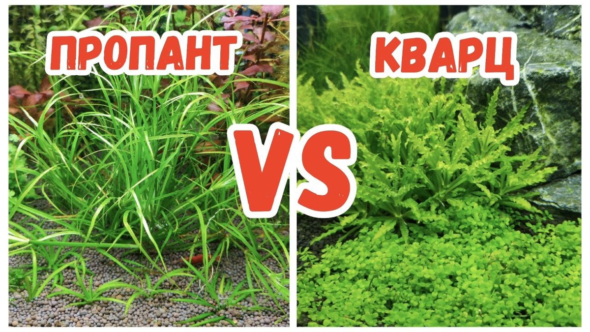 Слева аквариум на пропанте, справа на кварце